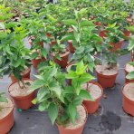 Orgován obyčajný (Syringa vulgaris) ´LEBIODUSZKA´ - výška 20-30 cm, kont. C2L